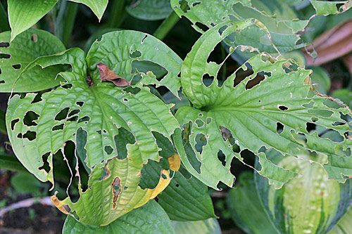 Hosta Limace Mioulane MAP NPM 850422003