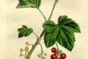 groseille 81550