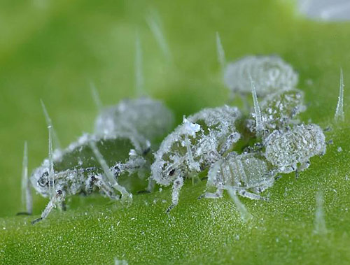 Brevicoryne brassicae