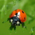 Coccinella septempunctata MAP NPA 060126034