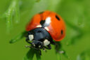 Coccinella septempunctata MAP NPA 060126034