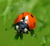 Coccinella septempunctata MAP NPA 060126034