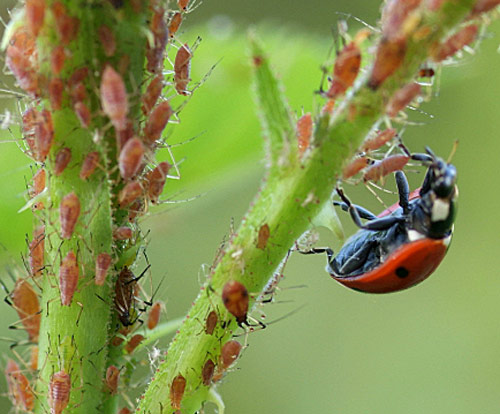 Coccinelle pucerons MAP NPA 060126012