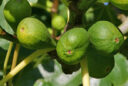 Ficus carica fruit Mioulane MAP 0001876