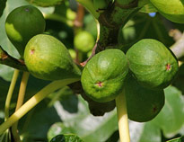 Ficus carica fruit Mioulane MAP 0001876