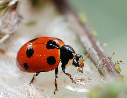  Hippodamia undecimnotata