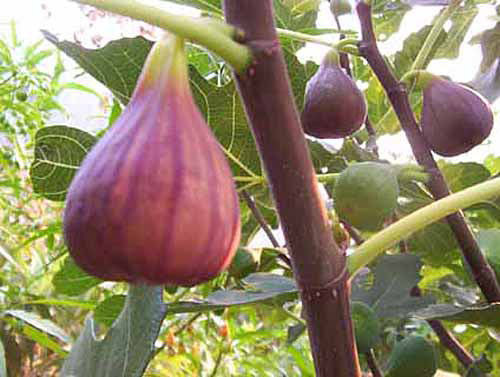 ficus osborn Prolific