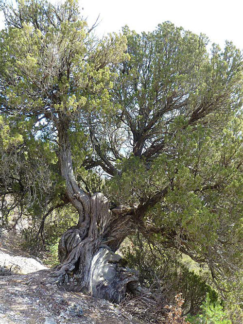 Juniperus remarquable