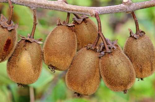 Actinidia Kiwi MAP ADE GIP150326007