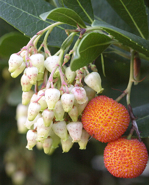 Arbutus Floraison MAP 51 3 MINIER