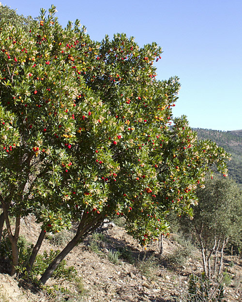 Arbutus MAP FTO 120507042