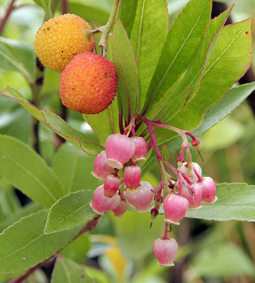 Arbutus Perle Rose MAP MHJ7574 GWI