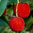 Arbutus unedo MAP 11459 CNI