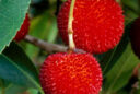 Arbutus unedo MAP 11459 CNI