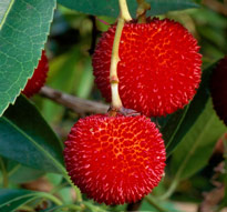 Arbutus unedo MAP 11459 CNI