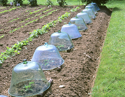 Cloche Melon MAP ADE GIP0102265