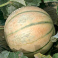 Melon Cezanne Mioulane MAP NPM 850329110