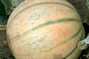 Melon Cezanne Mioulane MAP NPM 850329110