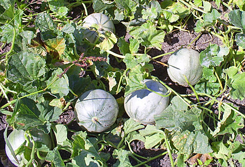 Melon Plant fruits Flora