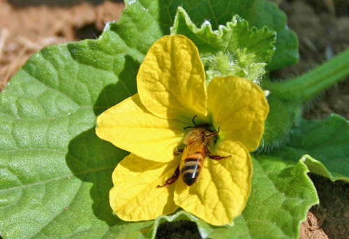 Melon abeille Flora