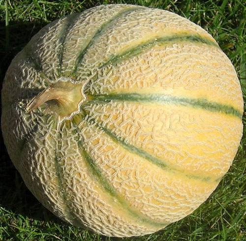 Melon brode Flora