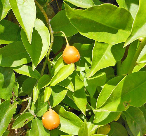 Pereskia aculeata fruit