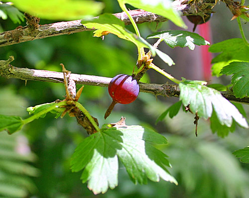 Ribes oxyacanthoides