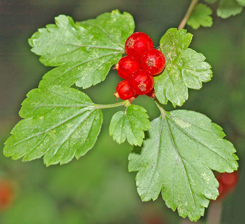 Ribes alpinum