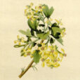 Ribes aureum