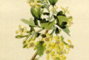 Ribes aureum