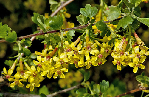 Ribes aureum MAP AKU 120603053