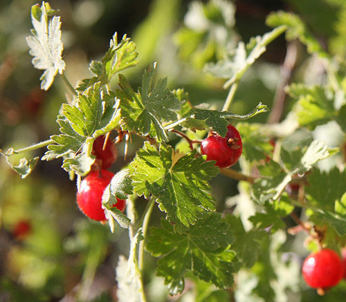 Ribes montigenum berries