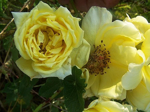 Rosa Souvenir de Claudius Pernet Flora