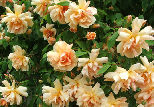 Rosa Crepuscule Flora