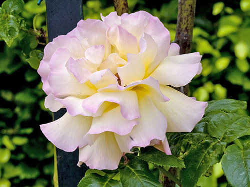 Rose Madame Meilland MAP AKU 121024034