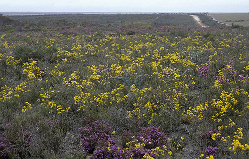 Verticordia Chrysantha Fitzgerald River