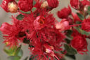 Verticordia Grandis Gros Plan