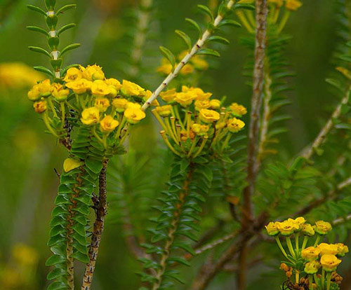 Verticordia cooloomia 1200