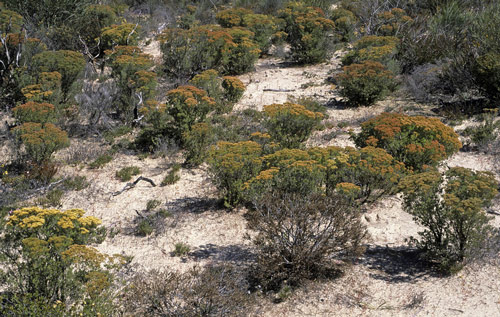 Verticordia polytricha