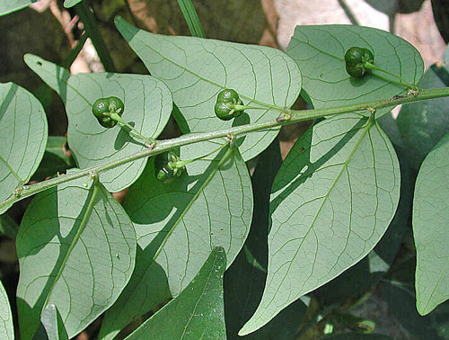 phyllanthus acuminatus 4597 1s