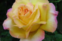 rose Peace Gros Plan Flora