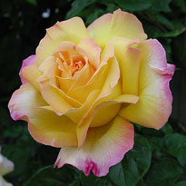 rose Peace Gros Plan Flora