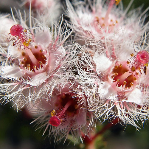 verticordia huegelii 3