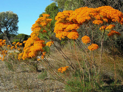 verticordia nitens