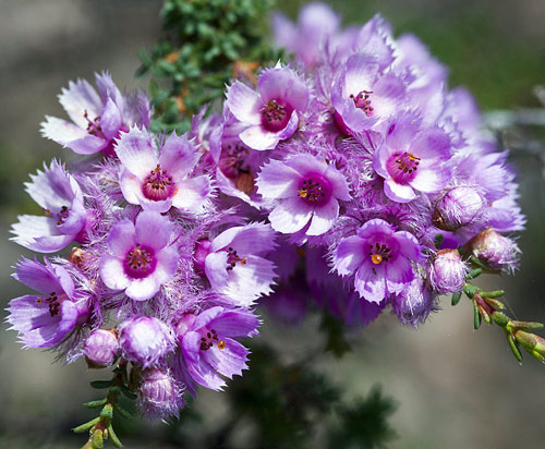 verticordia pennigera