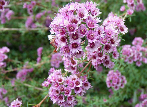 verticordia plumosa