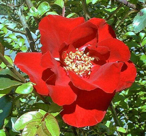 Rose Graves de Vayres Flora
