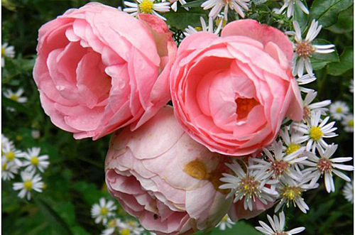 rosier jardins de valloires 