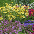 Anthemis Ageratum Pelargonium Mioulane MAP 729164
