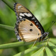 Papillon Mioulane MAP NPM 090312026